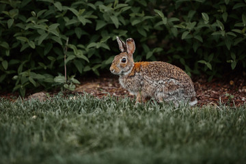 cute furry rabbit bunny easter outdoor wild