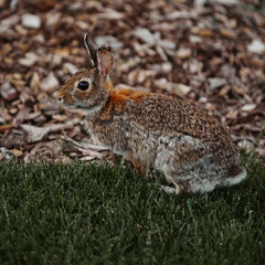 cute furry rabbit bunny easter outdoor wild