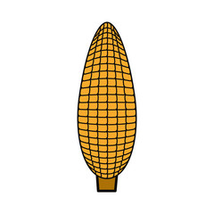 corn vector illustration