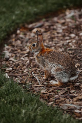 Naklejka na ściany i meble cute furry rabbit bunny easter outdoor wild