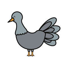 turkey  vector illustration