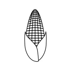 corn  vector illustration