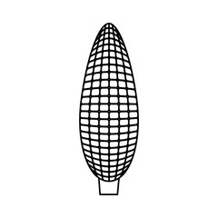corn  vector illustration