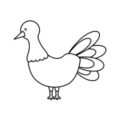 turkey  vector illustration