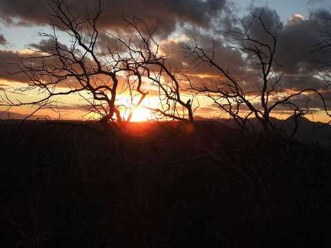 Sunset with trees