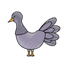 cartoon pigeon bird icon