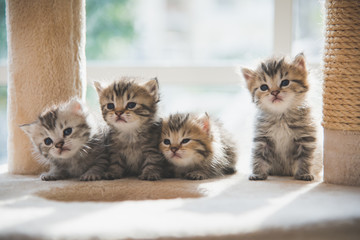 Group persian kittens sitting on cat tower