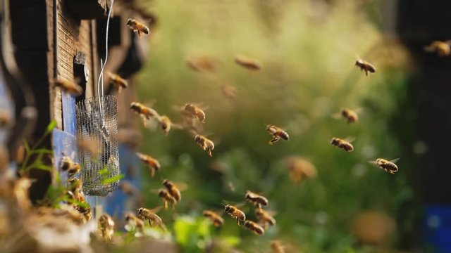 Slow motion of bee hive, bee colony flying around beehive 