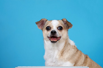 Chubby Chihuahua sitting at a wood table with computer keyboard, light blue background.