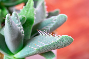 Juicy green succulent plant with thorns, close-up. Orange background, copy space. Plant species - Faucaria speciosa.