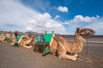 Zelfklevend Fotobehang Camels resting in volcanic landscape in Timanfaya national park, Lanzarote, Canary islands, Spain. © herraez