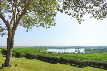 Beautiful view tree and tea plantation with lake