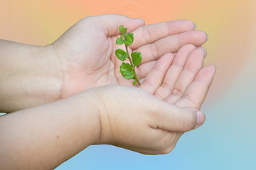 Little green tree in hands. Save earth