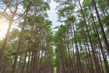Pine forest, sunny early in the morning, sun rays