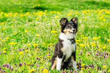 Beautiful sheltie collie puppy in grass