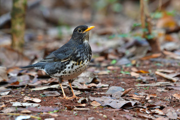Japanese Thrush Bird