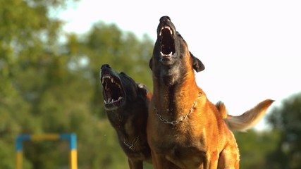 Two dogs in slow motion