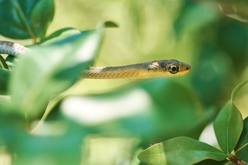 Common tree snake in bush in Queensland Australia