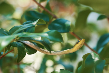 Common tree snake in bush in Queensland Australia