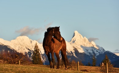 Naklejka premium Horse and Slesse Mountain at sunset