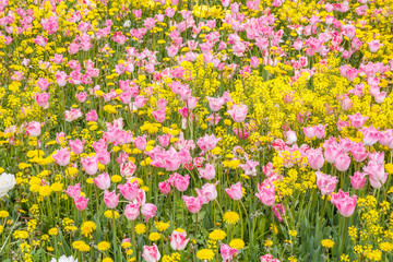 Yellow flowers and pink tulips