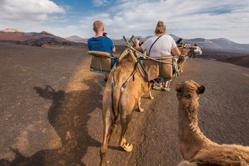 Unidentifiable tourist riding Camels in volcanic landscape in Timanfaya national park, Lanzarote, Canary islands, Spain. © herraez