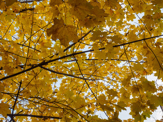 Yellow crowns of trees in the park in the autumn afternoon.