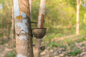 Rubber plantation of Thailand