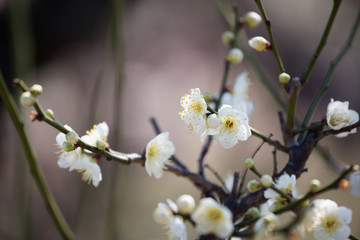 梅の花