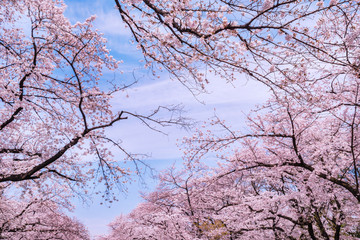 上野恩賜公園の桜