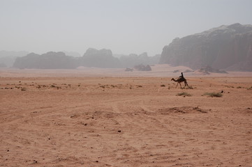Chameaux dans le Wadi Rum, Jordanie