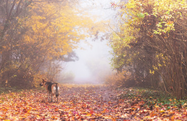 Dag walking on a path in the forest on a cold misty autumn morning