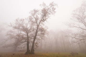 Fototapeta na wymiar Beautiful scenery in the forest with fog and mist and autumn foliage