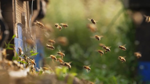 Slow motion of bee hive, bee colony flying around beehive 
