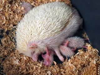 newborn hedgehog on male rough, dirty hand palm closeup. baby hedgehog