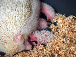 newborn hedgehog on male rough, dirty hand palm closeup. baby hedgehog © thanisnan