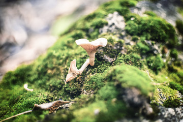nature