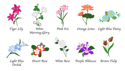 Organic nature botanic garden flower isolated vector collection set