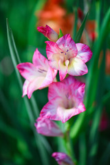 Fototapeta premium red, pink gladiolus flower