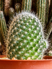 Fototapeta premium Cactus Thorns Beautiful