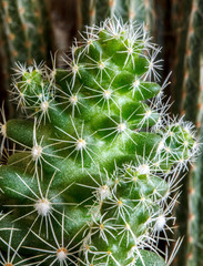 Cactus Thorns Beautiful