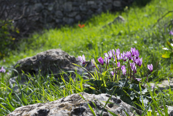 Wild Cyclamen flowers, growing on a rock stone in Jerusalem