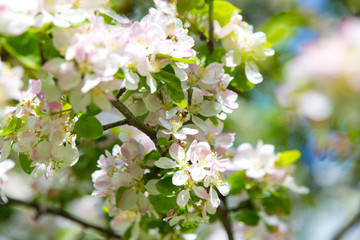 Blooming Apple tree in the spring garden