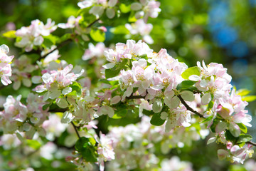 Blooming Apple tree in the spring garden