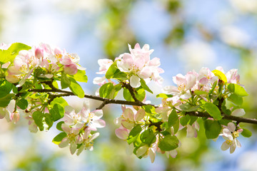 Blooming Apple tree in the spring garden