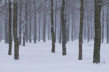 Park with many trees and snowfall, winter background, forest in cold weather 