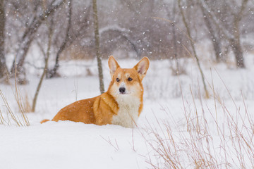 Cute welsh pembroke corgi portrait, funny dog having fun in snow 