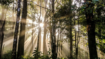 Sunlight beam trough foliage at Phulangga