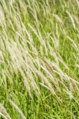 White Meadows Beautiful