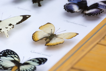 Illustration of butterflies under glass.